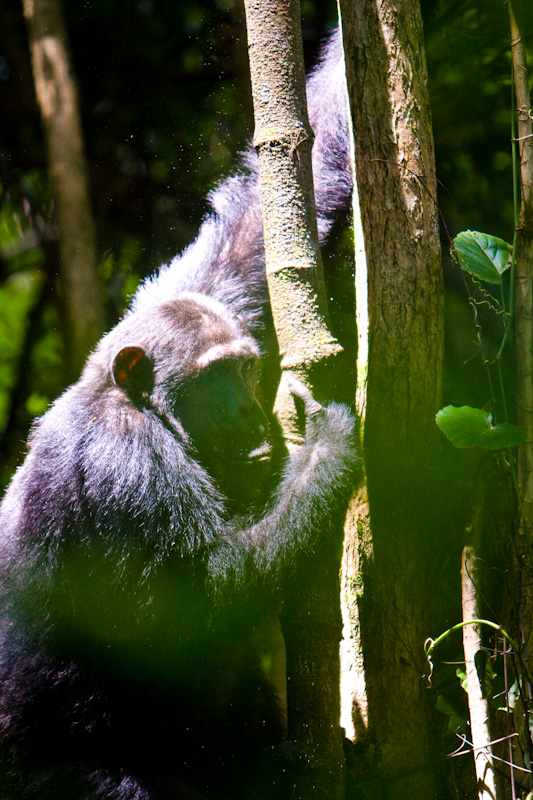Chimpanzee Climbing Tree